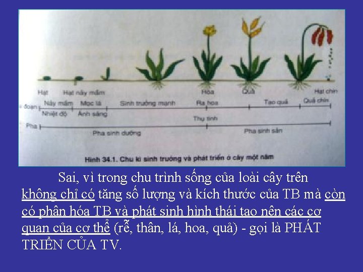 Sai, vì trong chu trình sống của loài cây trên không chỉ có tăng