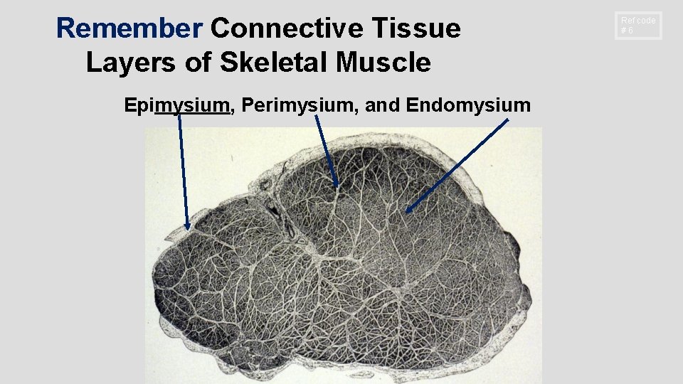 Remember Connective Tissue Layers of Skeletal Muscle Epimysium, Perimysium, and Endomysium Ref code #6