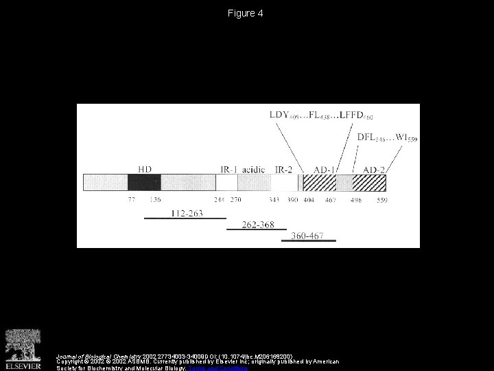 Figure 4 Journal of Biological Chemistry 2002 27734003 -34009 DOI: (10. 1074/jbc. M 206168200)