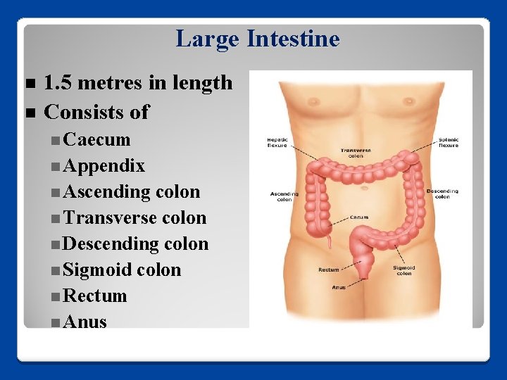 Large Intestine 1. 5 metres in length n Consists of n n Caecum n