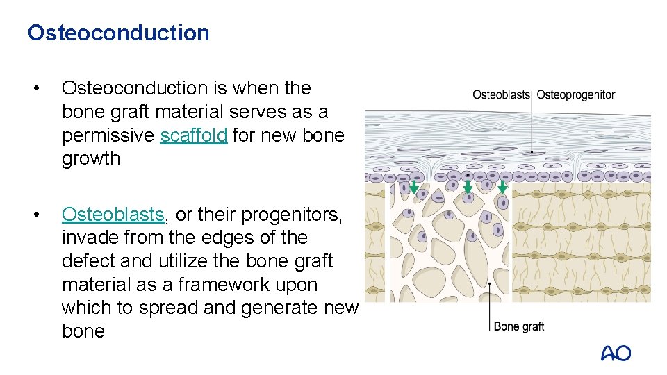 Osteoconduction • Osteoconduction is when the bone graft material serves as a permissive scaffold