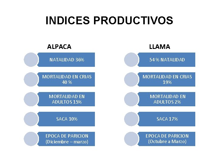 INDICES PRODUCTIVOS ALPACA LLAMA NATALIDAD 36% 54 % NATALIDAD MORTALIDAD EN CRIAS 40 %