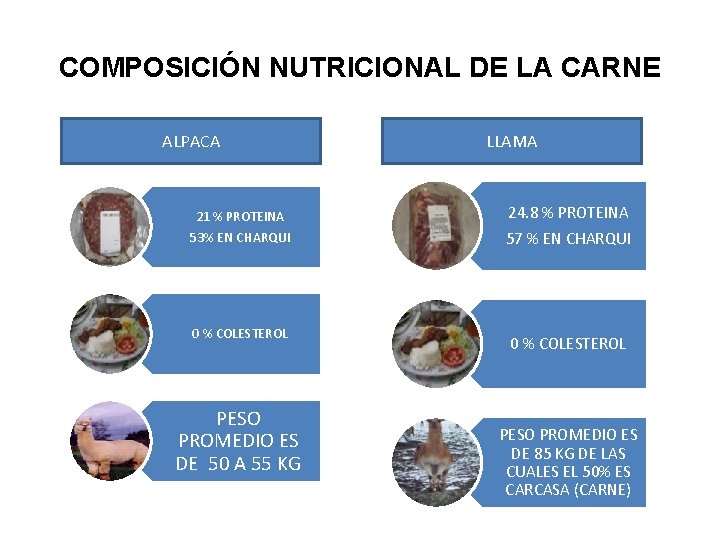 COMPOSICIÓN NUTRICIONAL DE LA CARNE ALPACA 21 % PROTEINA 53% EN CHARQUI 0 %