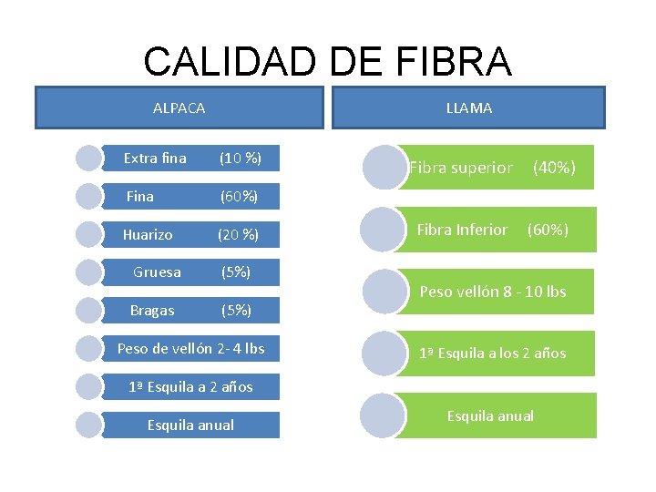 CALIDAD DE FIBRA ALPACA LLAMA Extra fina (10 %) Fina (60%) Huarizo (20 %)