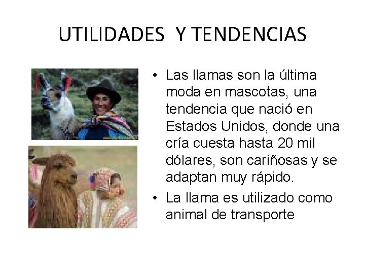 UTILIDADES Y TENDENCIAS • Las llamas son la última moda en mascotas, una tendencia