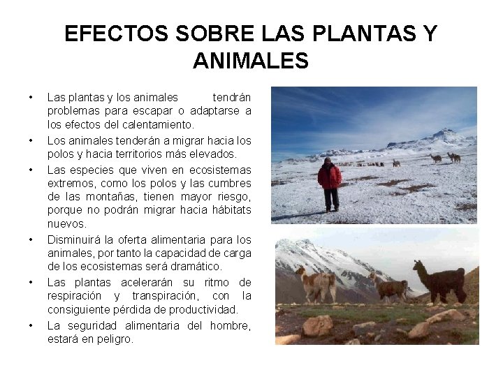 EFECTOS SOBRE LAS PLANTAS Y ANIMALES • • • Las plantas y los animales