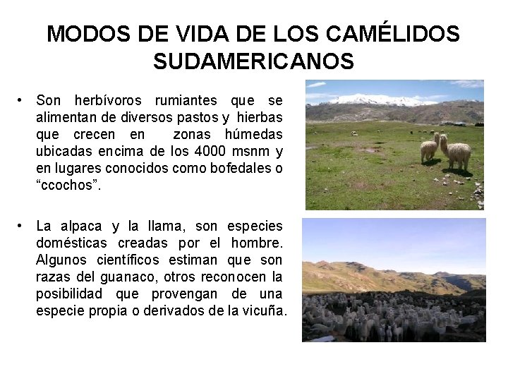 MODOS DE VIDA DE LOS CAMÉLIDOS SUDAMERICANOS • Son herbívoros rumiantes que se alimentan