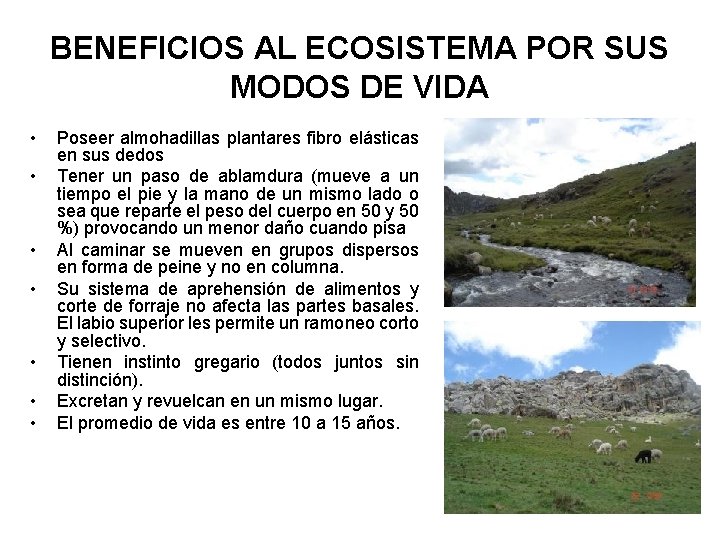 BENEFICIOS AL ECOSISTEMA POR SUS MODOS DE VIDA • • Poseer almohadillas plantares fibro