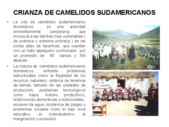 CRIANZA DE CAMELIDOS SUDAMERICANOS • • La cría de camélidos sudamericanos domésticos , es