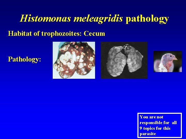 Histomonas meleagridis pathology Habitat of trophozoites: Cecum Pathology: You are not responsible for all