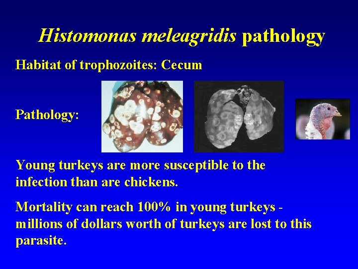 Histomonas meleagridis pathology Habitat of trophozoites: Cecum Pathology: Young turkeys are more susceptible to