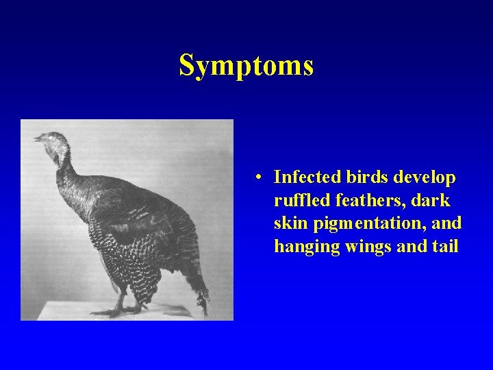 Symptoms • Infected birds develop ruffled feathers, dark skin pigmentation, and hanging wings and