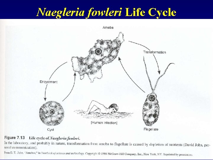 Naegleria fowleri Life Cycle 