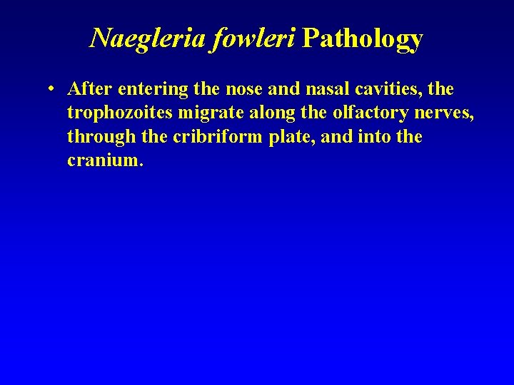 Naegleria fowleri Pathology • After entering the nose and nasal cavities, the trophozoites migrate