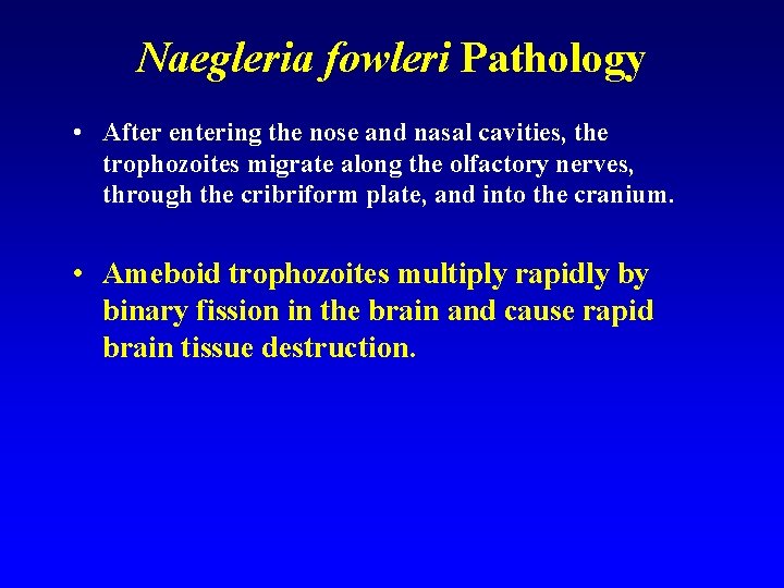 Naegleria fowleri Pathology • After entering the nose and nasal cavities, the trophozoites migrate