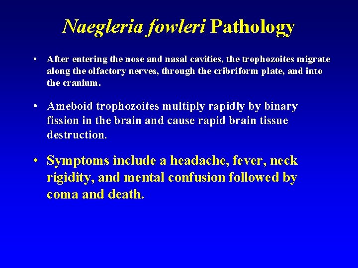 Naegleria fowleri Pathology • After entering the nose and nasal cavities, the trophozoites migrate