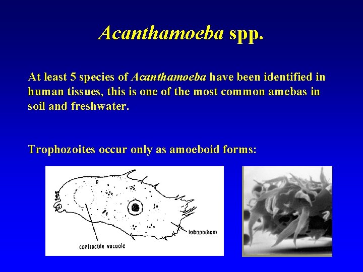 Acanthamoeba spp. At least 5 species of Acanthamoeba have been identified in human tissues,