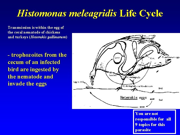 Histomonas meleagridis Life Cycle Transmission is within the egg of the cecal nematode of