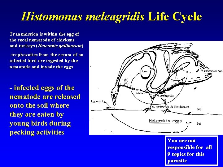 Histomonas meleagridis Life Cycle Transmission is within the egg of the cecal nematode of