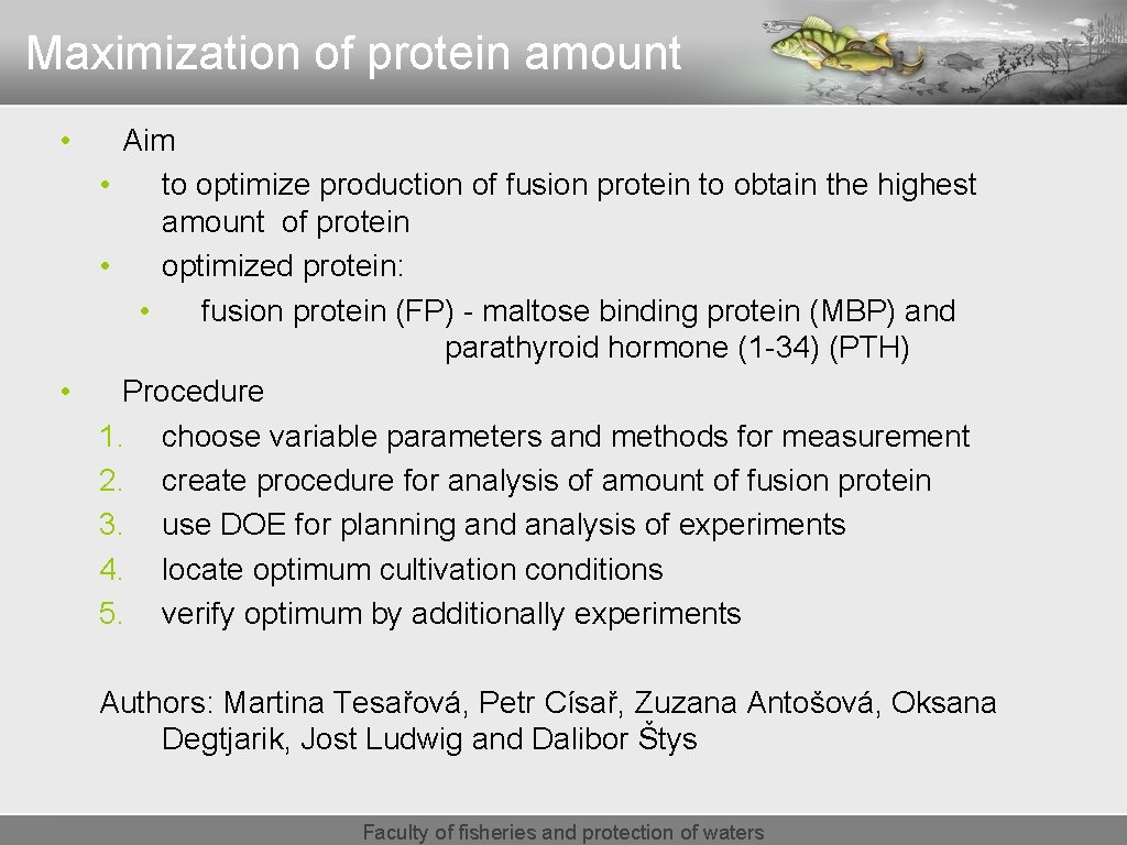 Maximization of protein amount • Aim • to optimize production of fusion protein to