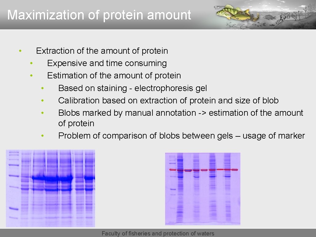 Maximization of protein amount • Extraction of the amount of protein • Expensive and