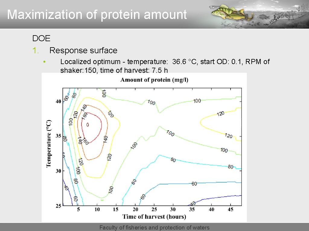 Maximization of protein amount DOE 1. Response surface • Localized optimum - temperature: 36.