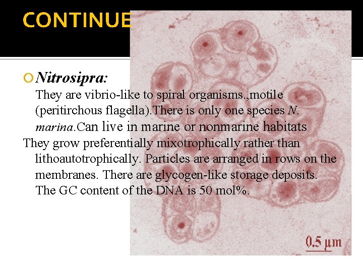CONTINUE Nitrosipra: They are vibrio-like to spiral organisms. , motile (peritirchous flagella). There is