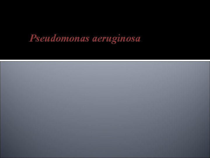 Pseudomonas aeruginosa 
