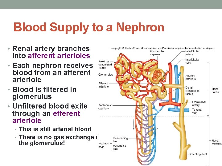 Blood Supply to a Nephron • Renal artery branches into afferent arterioles • Each
