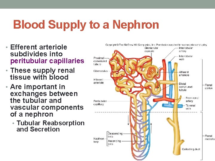 Blood Supply to a Nephron • Efferent arteriole subdivides into peritubular capillaries • These
