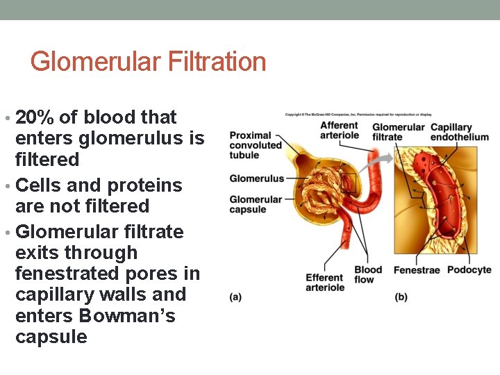Glomerular Filtration • 20% of blood that enters glomerulus is filtered • Cells and