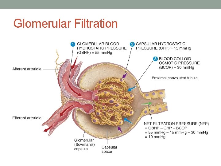Glomerular Filtration 