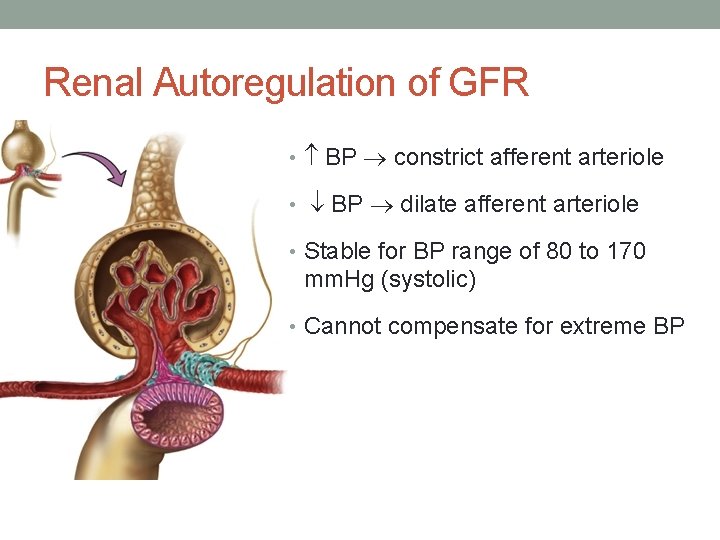 Renal Autoregulation of GFR • BP constrict afferent arteriole • BP dilate afferent arteriole
