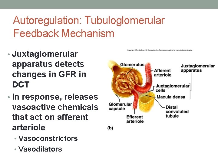 Autoregulation: Tubuloglomerular Feedback Mechanism • Juxtaglomerular apparatus detects changes in GFR in DCT •