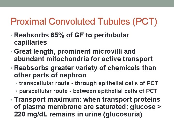 Proximal Convoluted Tubules (PCT) • Reabsorbs 65% of GF to peritubular capillaries • Great