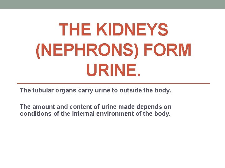 THE KIDNEYS (NEPHRONS) FORM URINE. The tubular organs carry urine to outside the body.