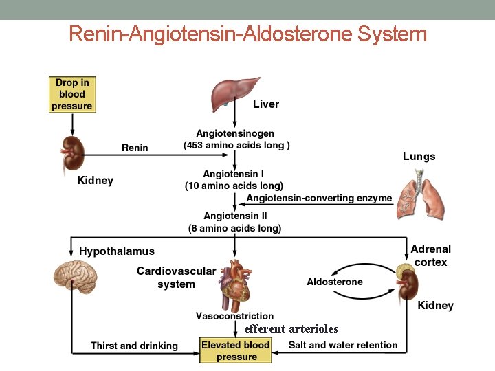 Renin-Angiotensin-Aldosterone System -efferent arterioles 