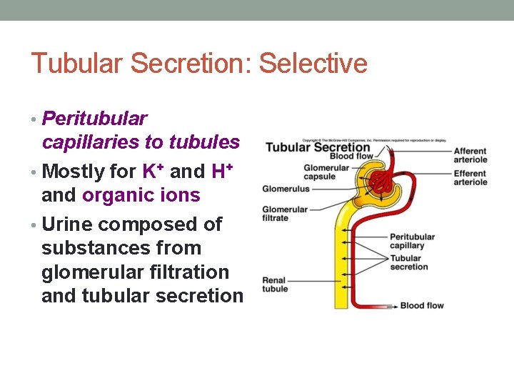 Tubular Secretion: Selective • Peritubular capillaries to tubules • Mostly for K+ and H+
