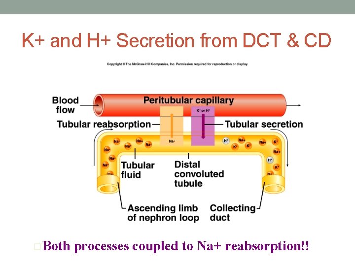 K+ and H+ Secretion from DCT & CD o. Both processes coupled to Na+