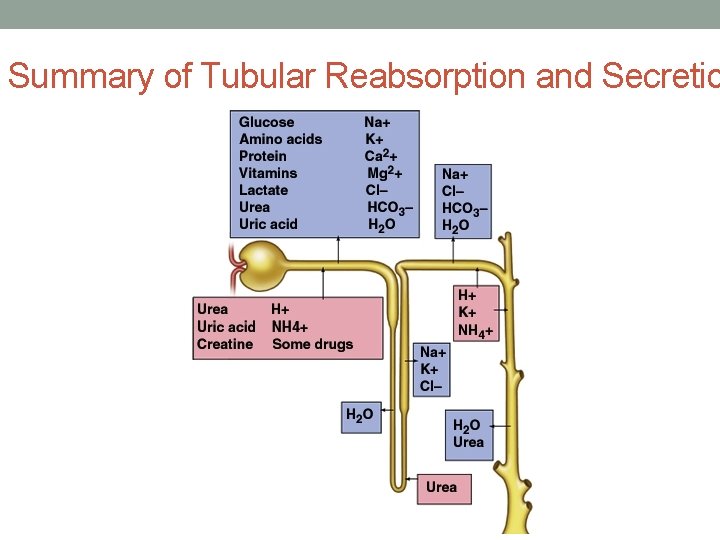 Summary of Tubular Reabsorption and Secretio 
