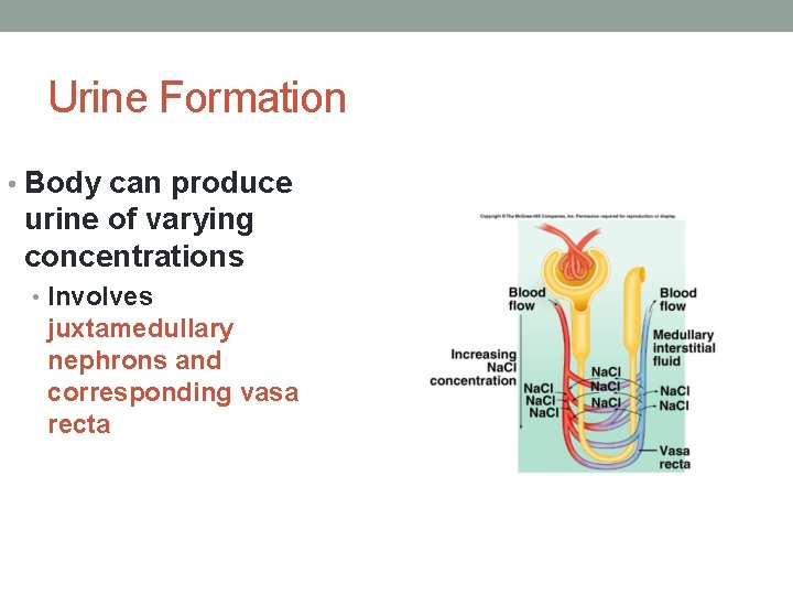 Urine Formation • Body can produce urine of varying concentrations • Involves juxtamedullary nephrons