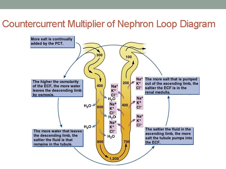Countercurrent Multiplier of Nephron Loop Diagram 