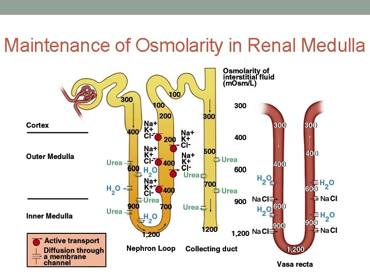 Maintenance of Osmolarity in Renal Medulla 
