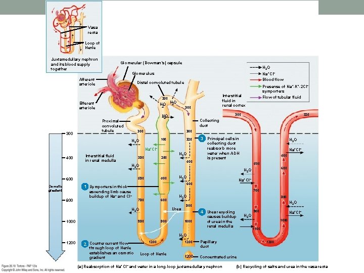 Vasa recta Loop of Henle Juxtamedullary nephron and its blood supply together Glomerular (Bowman’s)