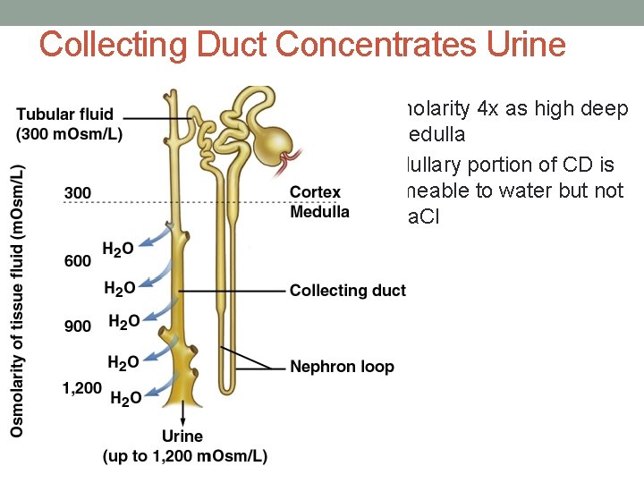 Collecting Duct Concentrates Urine • Osmolarity 4 x as high deep in medulla •