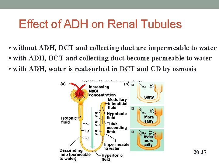 Effect of ADH on Renal Tubules • without ADH, DCT and collecting duct are