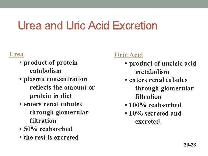Urea and Uric Acid Excretion Urea • product of protein catabolism • plasma concentration