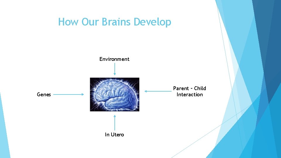 How Our Brains Develop Environment Parent – Child Interaction Genes In Utero 