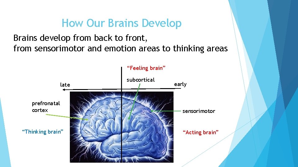 How Our Brains Develop Brains develop from back to front, from sensorimotor and emotion
