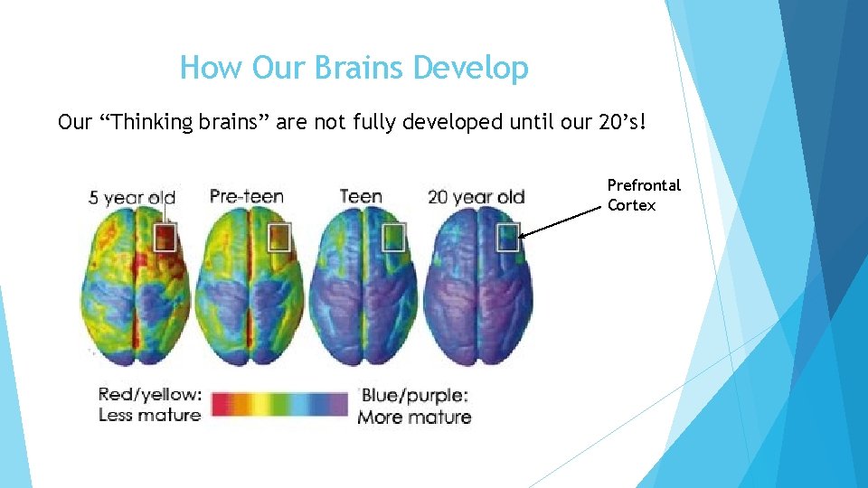 How Our Brains Develop Our “Thinking brains” are not fully developed until our 20’s!